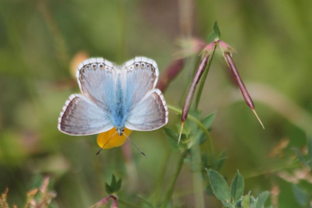 Poliommatus coridon? S�